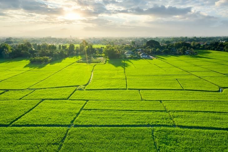 Shree Traders Organic Rice Sourcing Banner